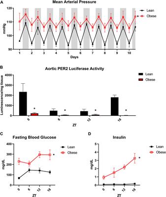 Obesity Induces Disruption of Microvascular Endothelial Circadian Rhythm